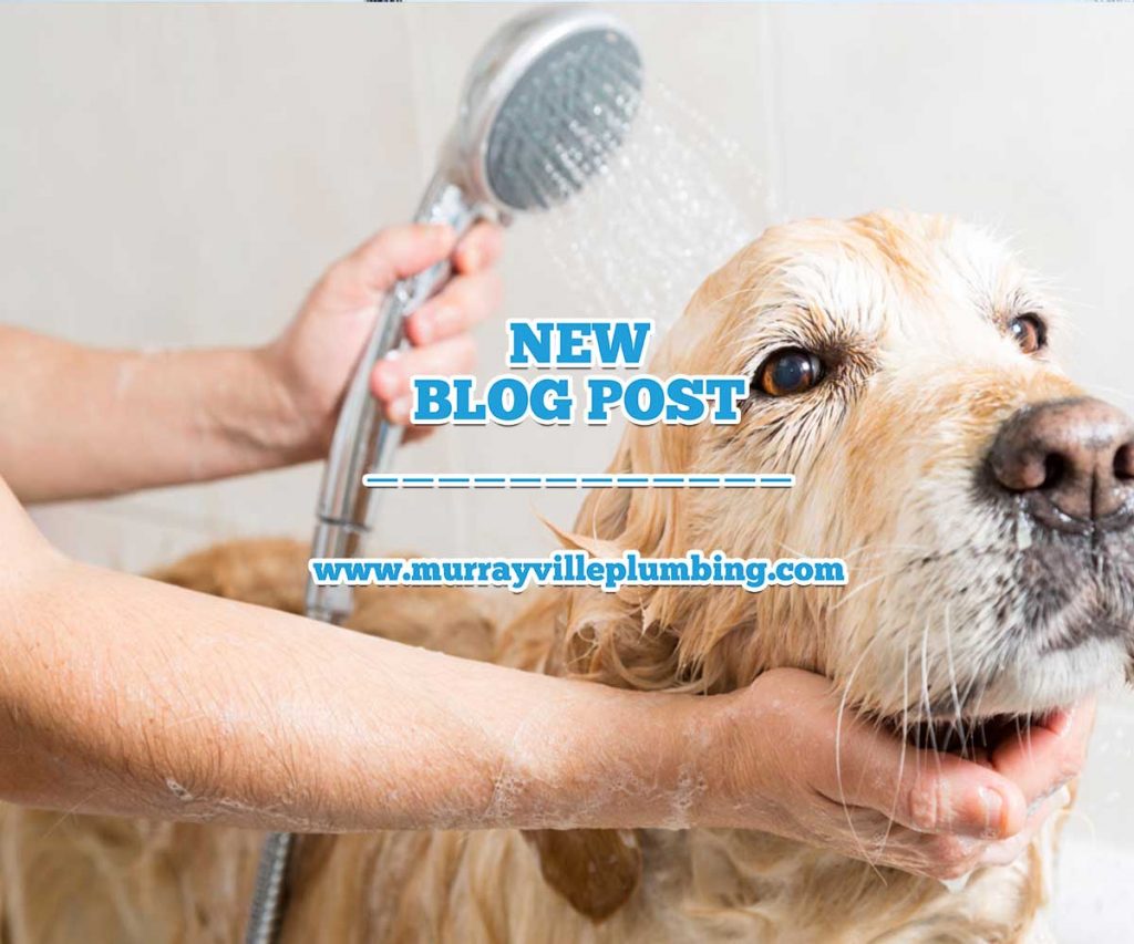 Safety Tips For Your Plumbing When You Have Pets